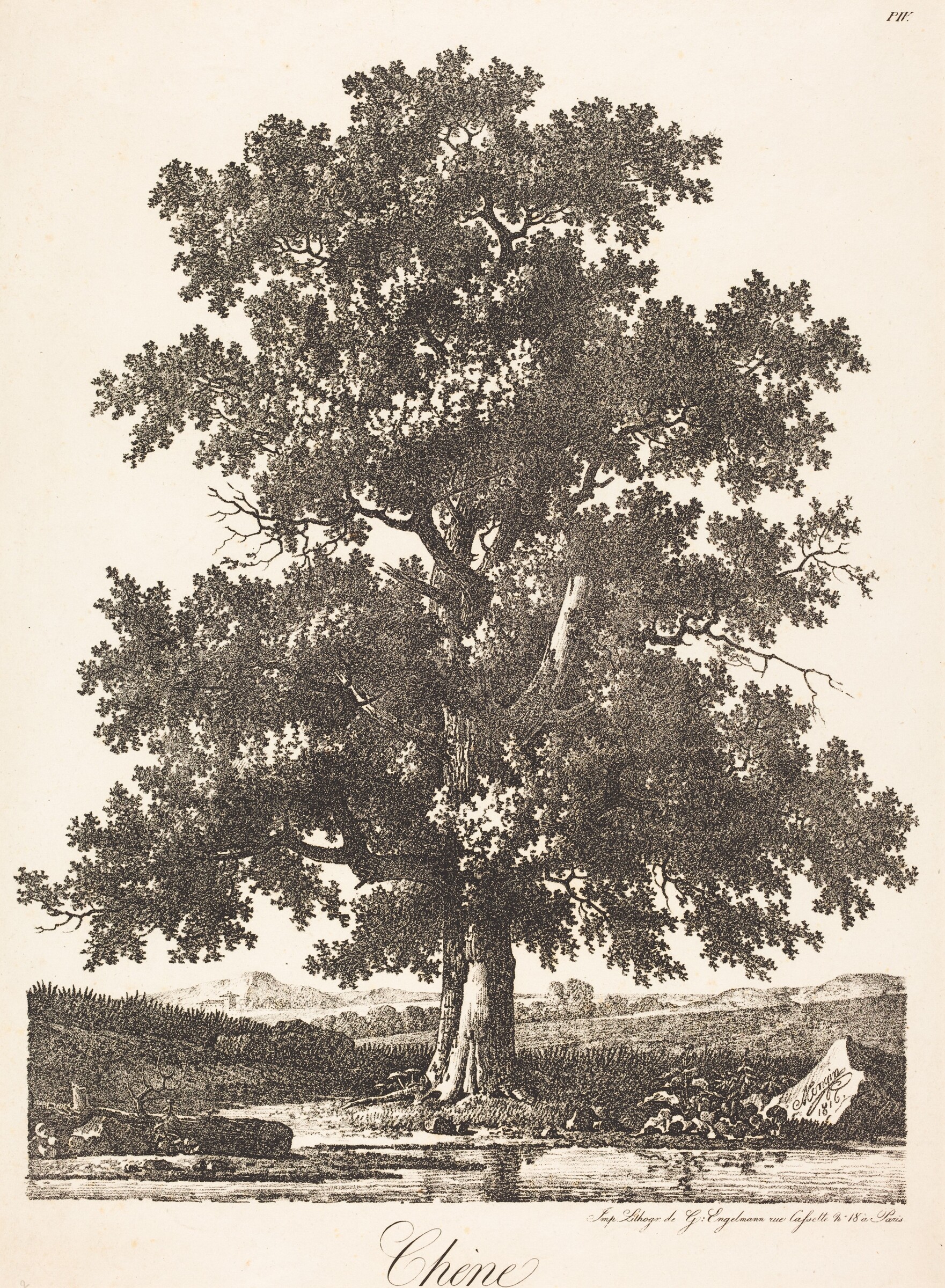 Chene (Oak Tree), Antoine-Pierre Mongin, 1816