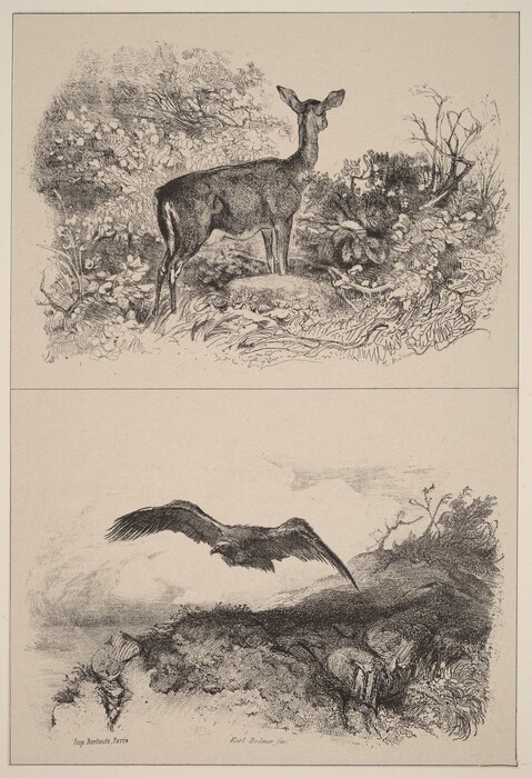 The top sketch shows a deer standing amidst foliage. The bottom sketch depicts a bird in flight over a rugged landscape. Both sketches are monochrome with intricate detailing in the brushstrokes, showcasing the animals and their environments.