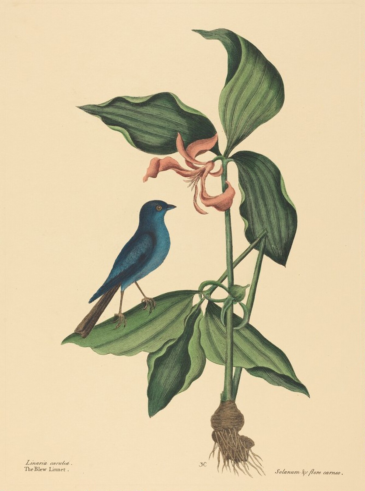 The Blue Linnet (Tanagra cyanea)