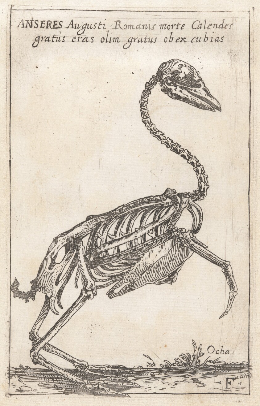 Skeleton of a Goose