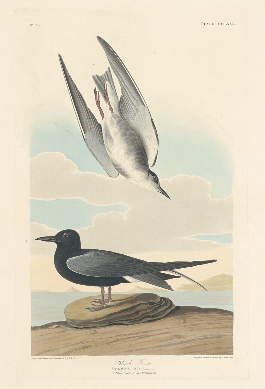 Black Tern