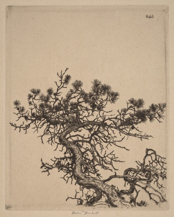 The image shows a detailed view of a tree with twisting branches, captured from a side perspective against a plain beige background. The branches are intricately structured, with sparse leaves clinging to them. The style features precise brushstrokes or etching lines to illustrate the texture and form of the tree. The color palette is monochromatic, with dark lines on a light tan background, creating a high contrast between the tree and its surroundings.