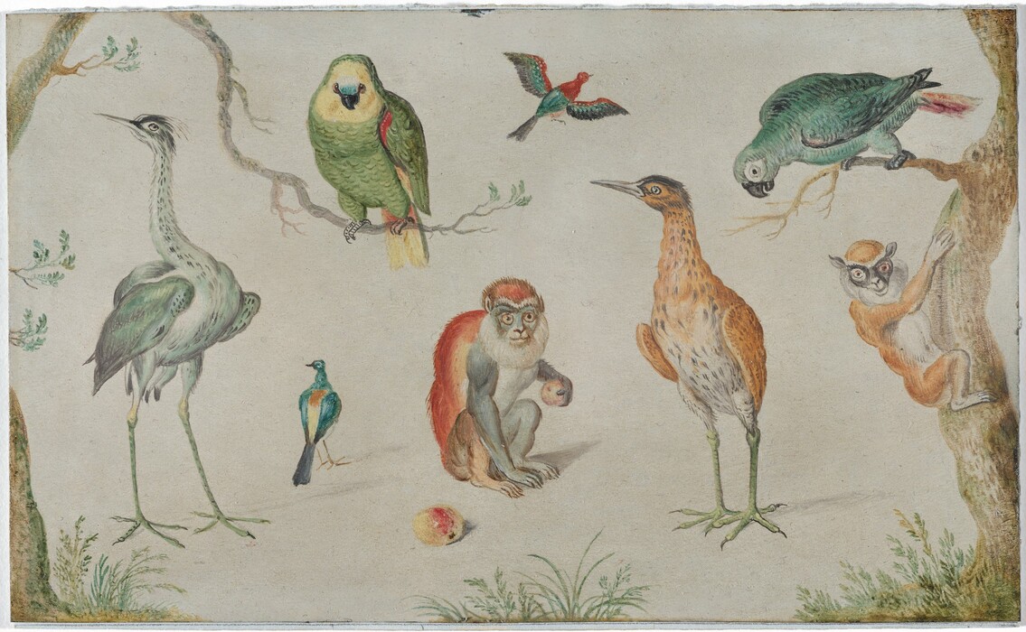 Two monkeys and five birds are painted in meticulous detail against a mostly pearl-white background on this horizontal composition. A spindly tree trunk grows up each side of the painting, and a few tufts of grass are tucked near the trees and at the bottom center of the composition. A red-furred monkey crouches holding a piece of fruit at the center of the painting, and a second piece of fruit lies nearby. Another, lemur-like monkey clings to a tree growing up the right edge, peering at us. A teal-blue parrot perches on a branch above that second monkey, and a hefty, yellow and green bird perches on another branch over the first. Two long-legged, long-necked birds stand to either side of the seated red monkey, with a dove-gray bird to the left and a tawny brown one with pale green legs to the right. A smaller blue, white, and orange bird stands on the ground near the seated monkey and another, this one blue and red, flies above.