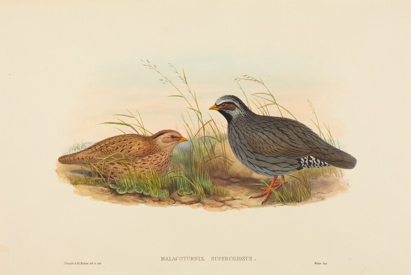 Malacoturnix superciliosus (Mountain Quail)