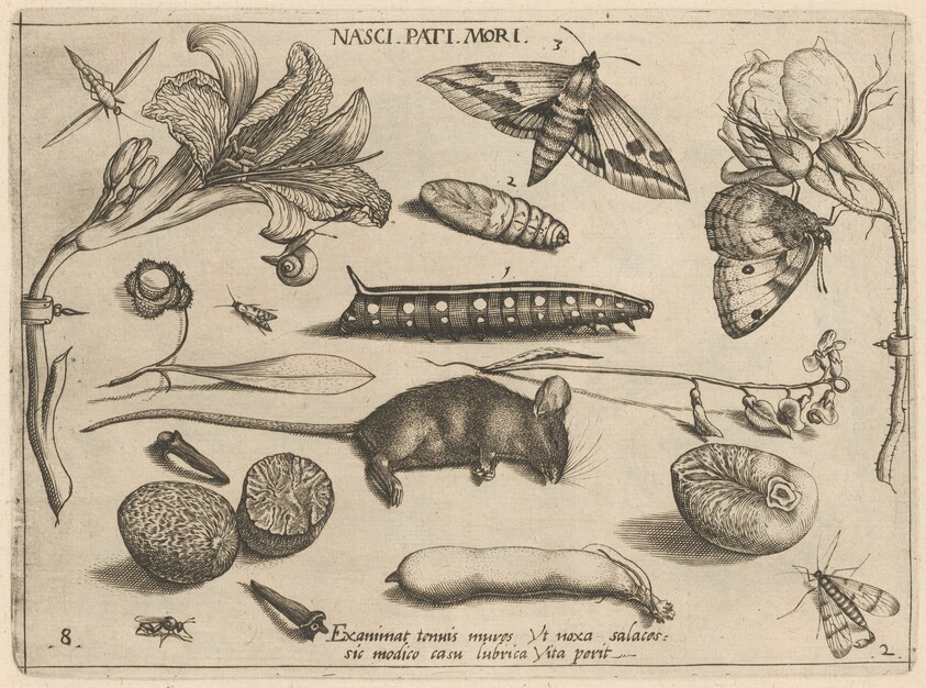 Archetypa studiaque patris Georgii Hoefnagelii [Part 2, Plate 8]