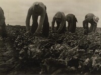 Filipinos cutting lettuce, Salinas Valley, California, Dorothea Lange, June 1935, printed 1940s