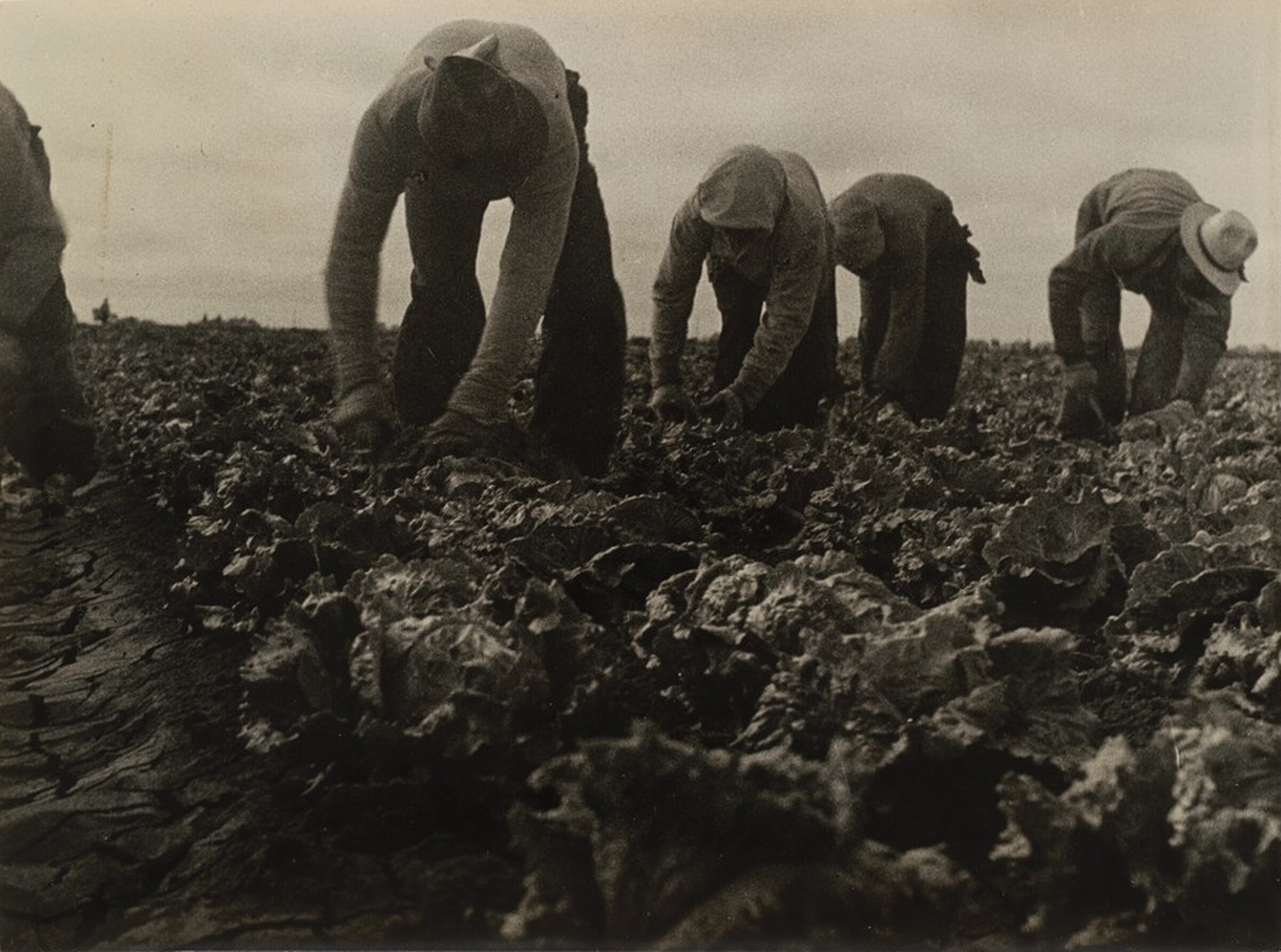 Filipinos cutting lettuce, Salinas Valley, California, Dorothea Lange, June 1935, printed 1940s