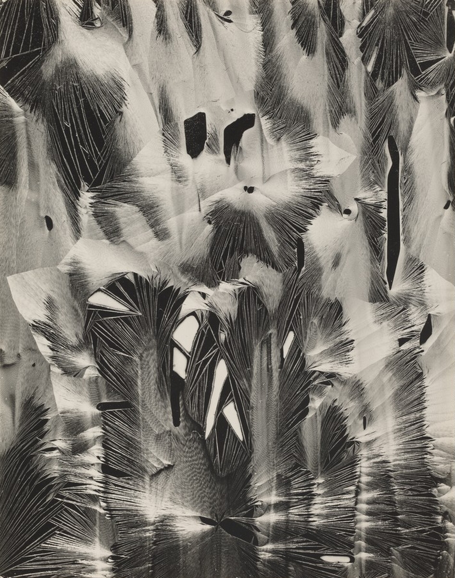 Plastic Paint, Brett Weston, 1952