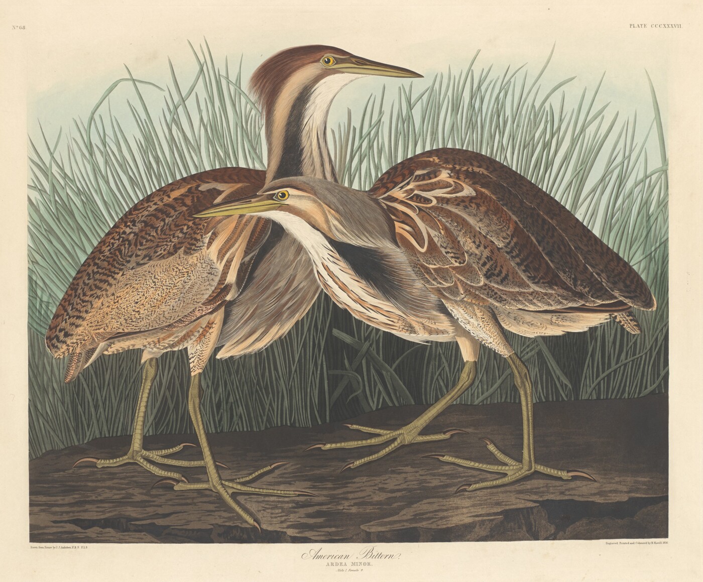 This is a painting of two American Bitterns standing among tall grass. The birds are intricately detailed, showcasing a mix of browns, creams, and hints of rust. The background consists of tall, green grass. The composition emphasizes the birds' long necks and sharp beaks, as well as their large, webbed feet resting on a wooden surface. This style is reminiscent of John James Audubon.