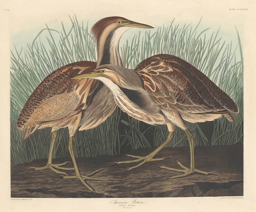 American Bittern
