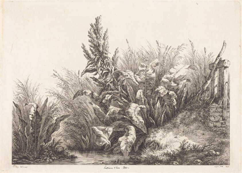 Patience d'eau, étude (Study of a Patience-Dock)