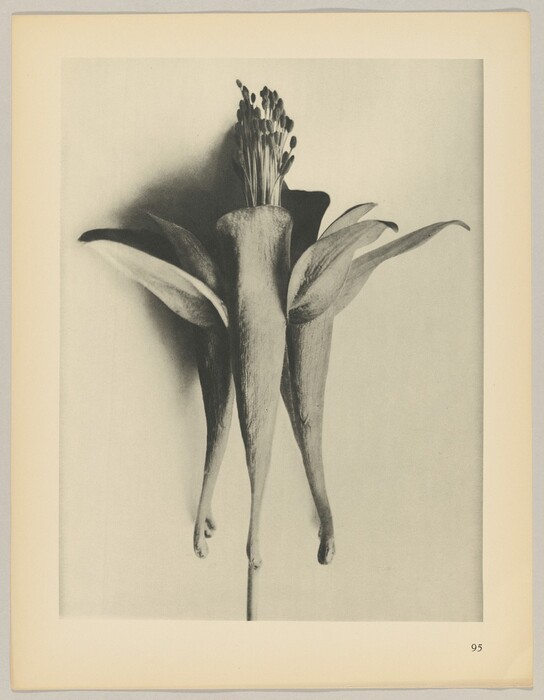 The image shows a single large flower against a plain background. The color palette is monochromatic, with shades of grey, white, and black. The flower is centrally positioned, with its stem downwards and the petals and stamens extending upward and to the sides, dominating the composition in a vertical alignment.