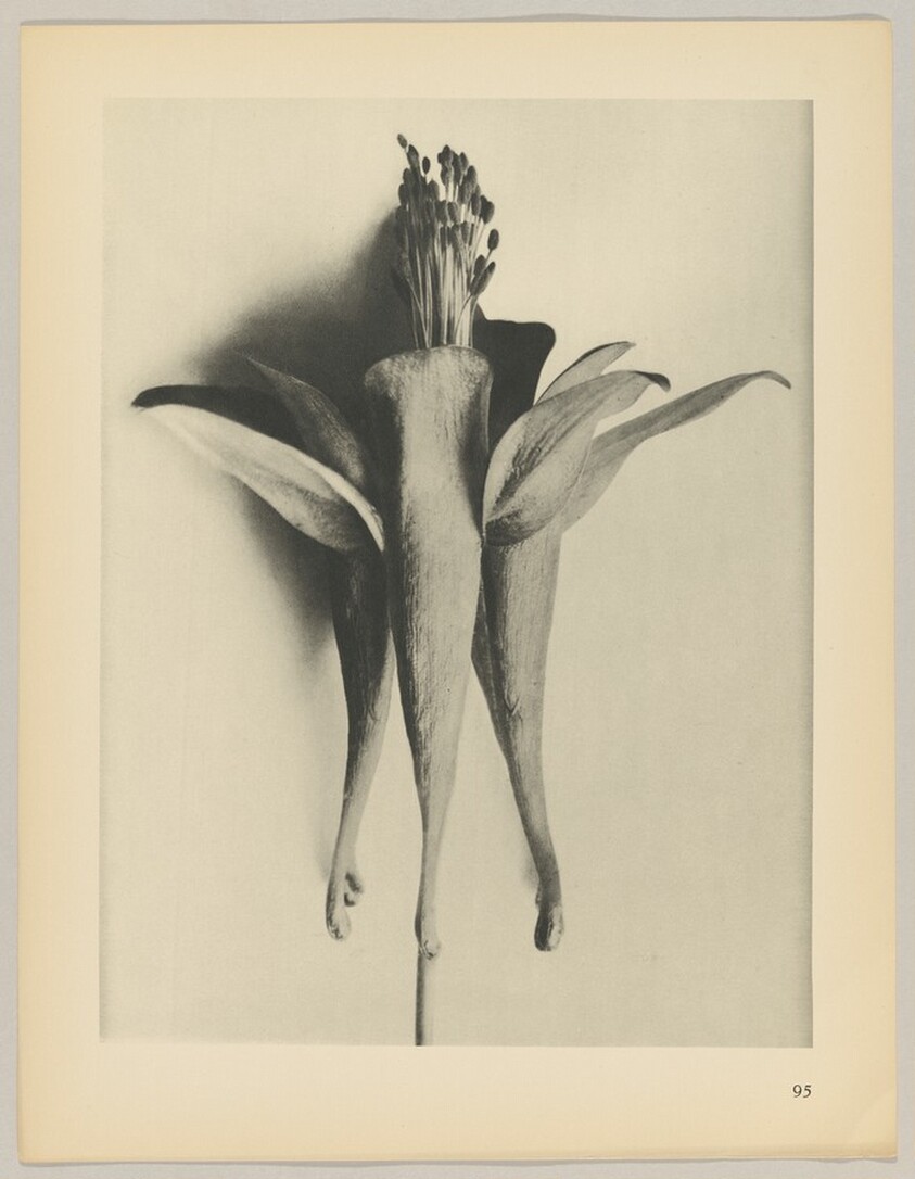 Aquilegia chrysantha