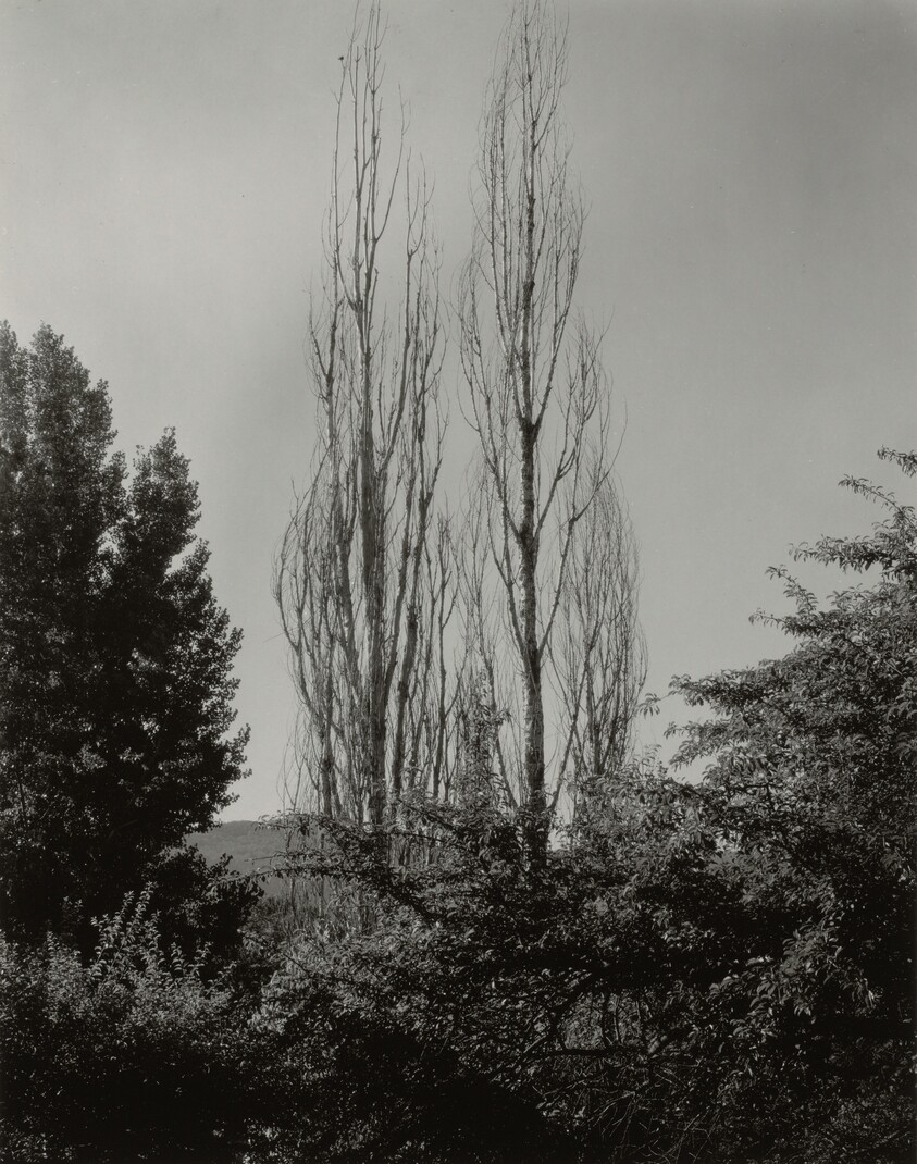 Poplars—Lake George