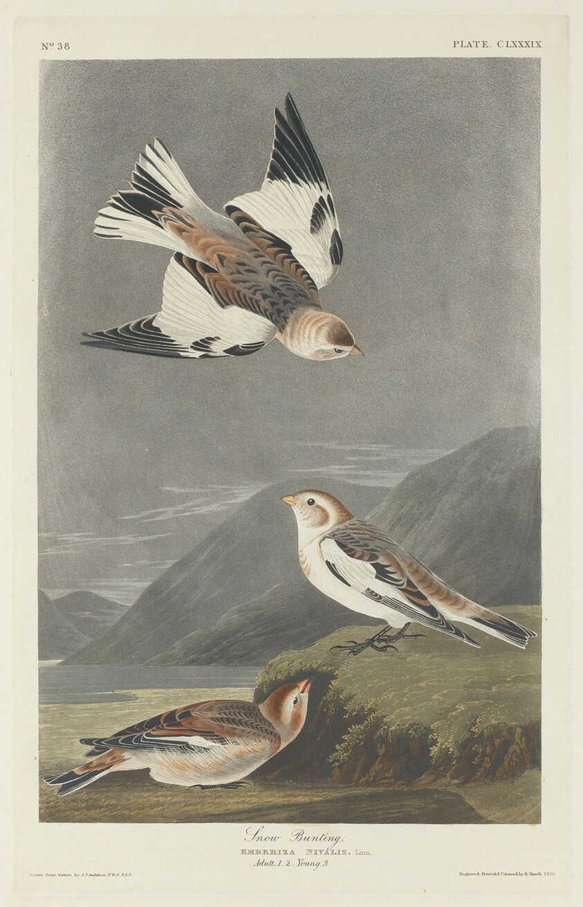 Snow Bunting