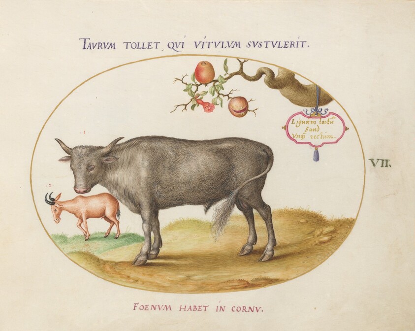 Plate 7: A Bull and a Horned Animal