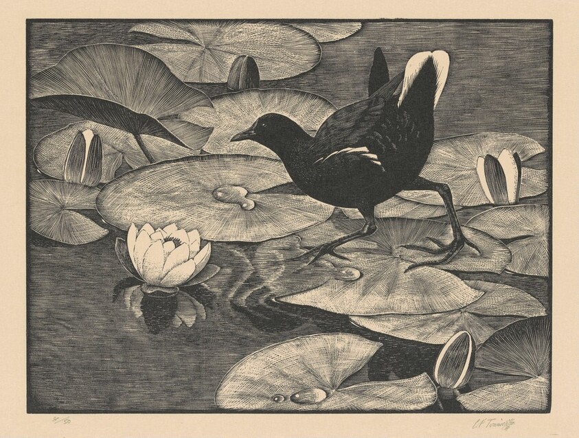 Moorhen and Water Lilies
