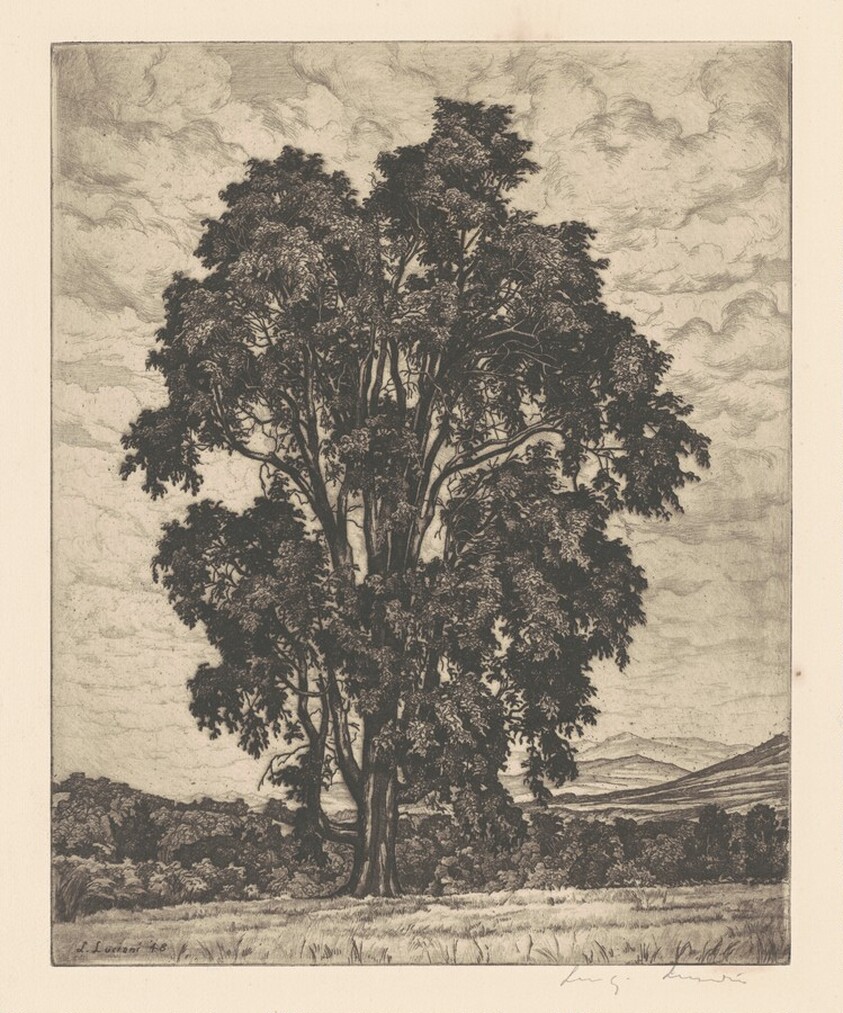 Elm on the Hill