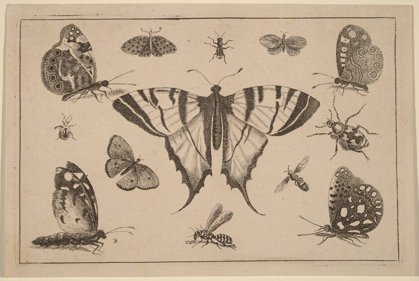 Swallow-tailed Butterfly and Twelve Other Insects