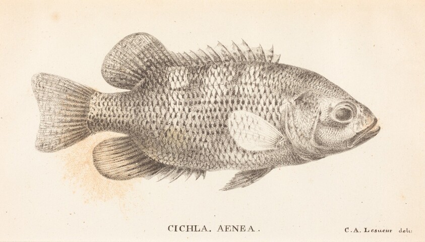 Cichla, Aenea