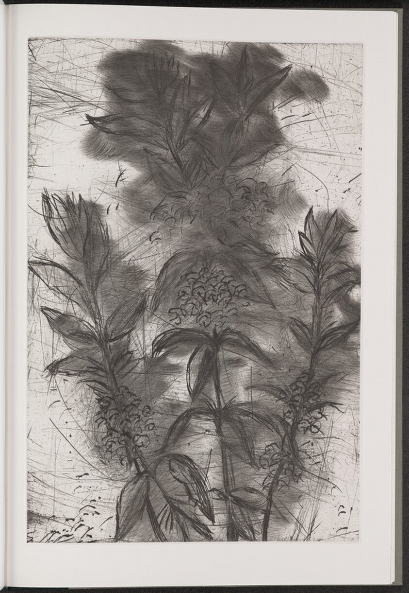 Narrow-Leaved Kalmia