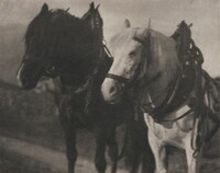 Horses, Alfred Stieglitz (editor/publisher) after Various Artists, 1904, printed 1905