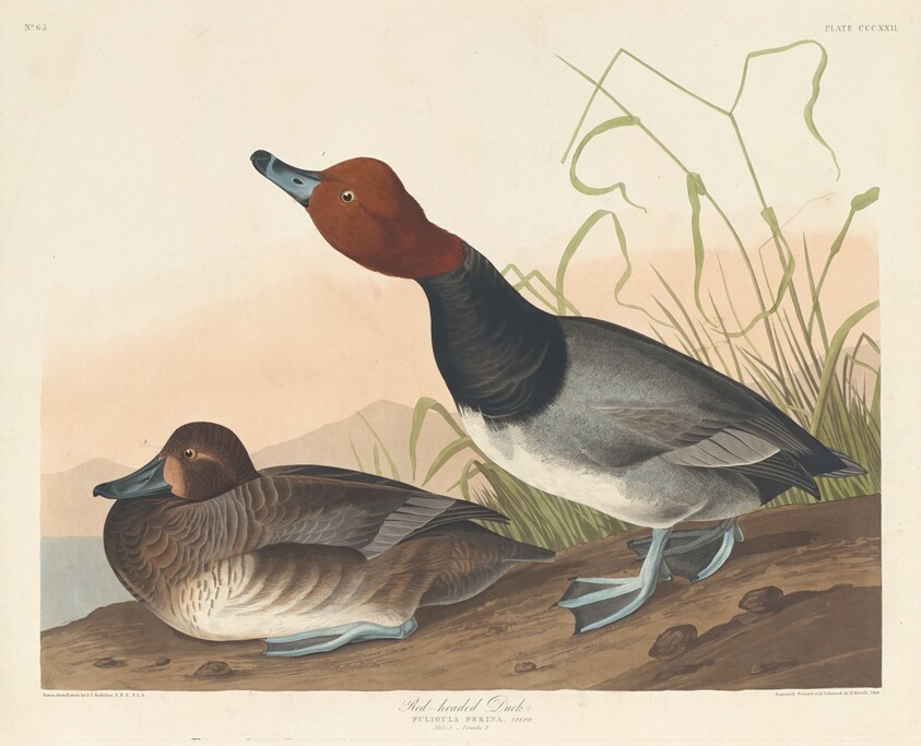 Red-Headed Duck