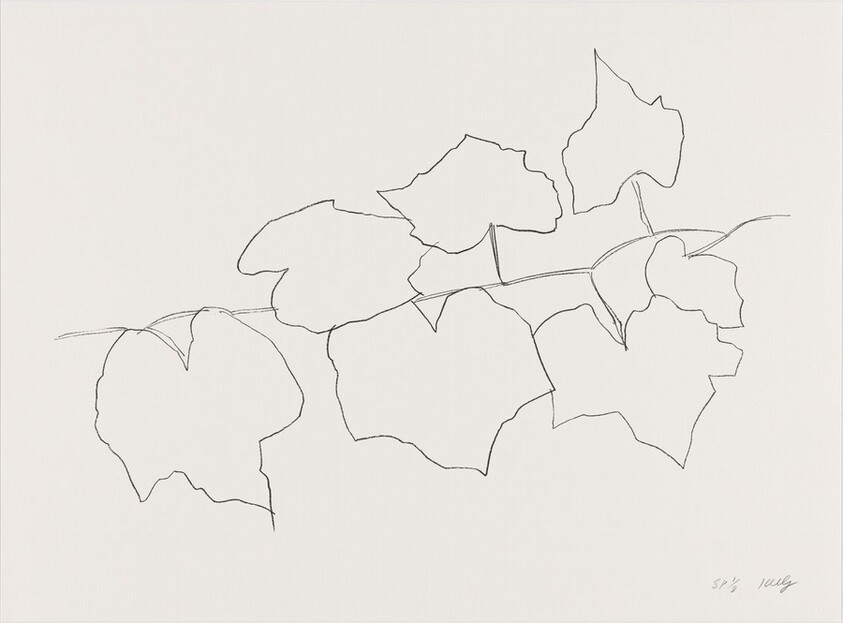 Wild Grape Leaves II