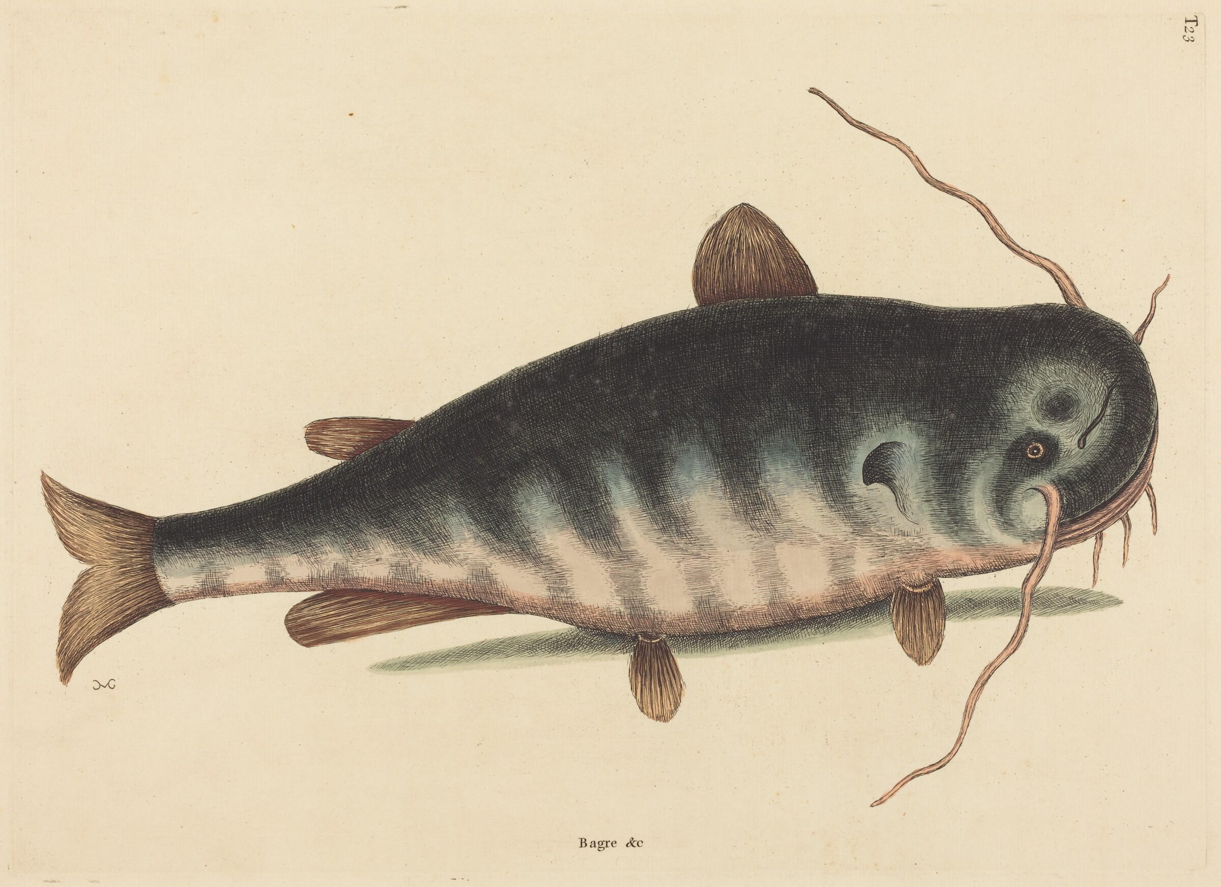 The Cat Fish (Silurus catus), Mark Catesby, published 1754
