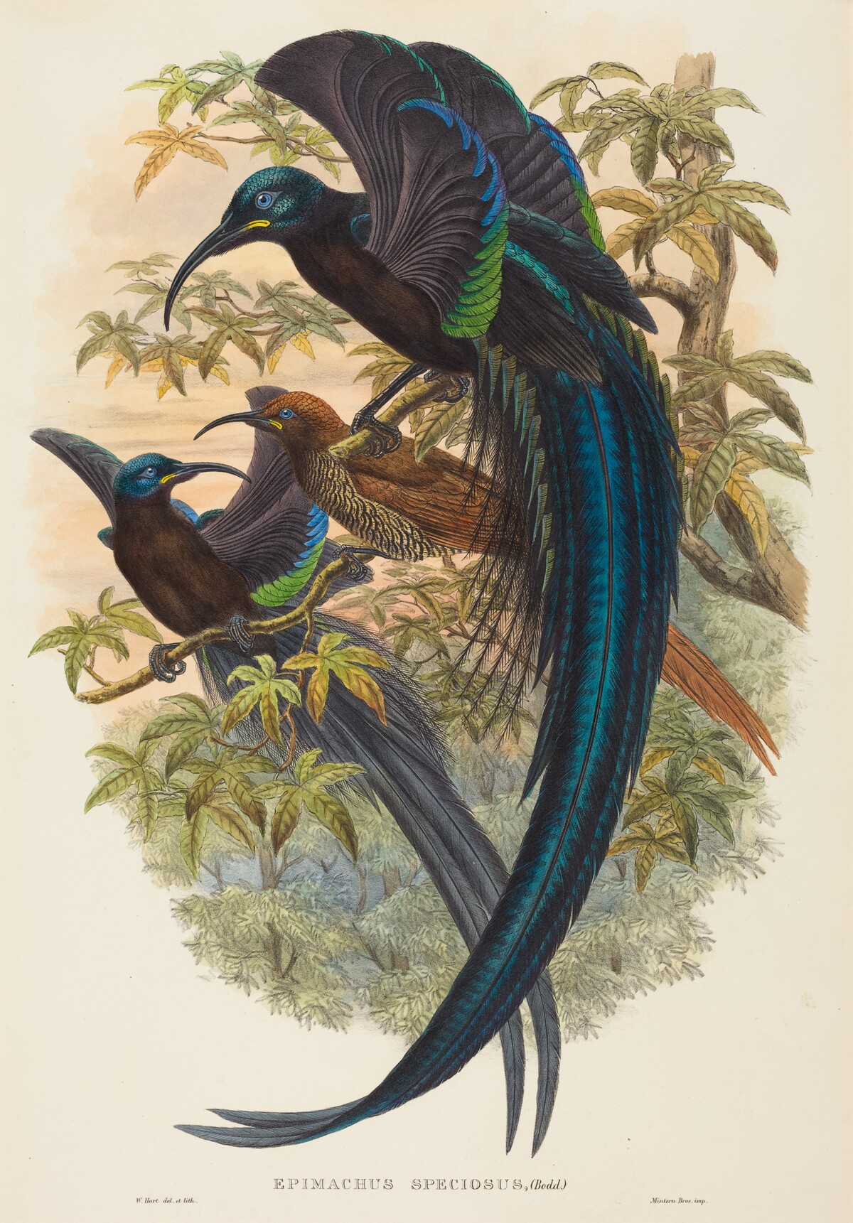 Epimachus speciosus (Sickle-billed Bird of Paradise)