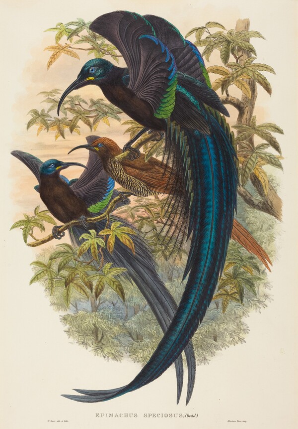 Epimachus speciosus (Sickle-billed Bird of Paradise)