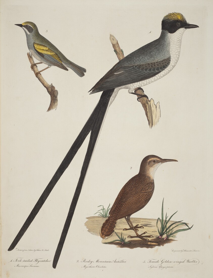 Fork-tailed Flycatcher, Rocky Mountain Anteater, and Female Golden-winged Warbler