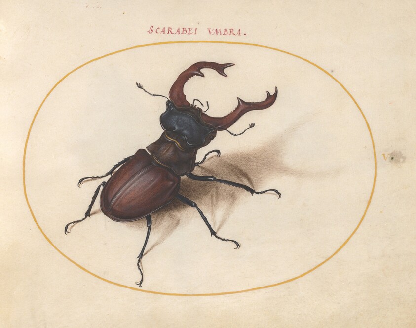 Plate 5: Stag Beetle