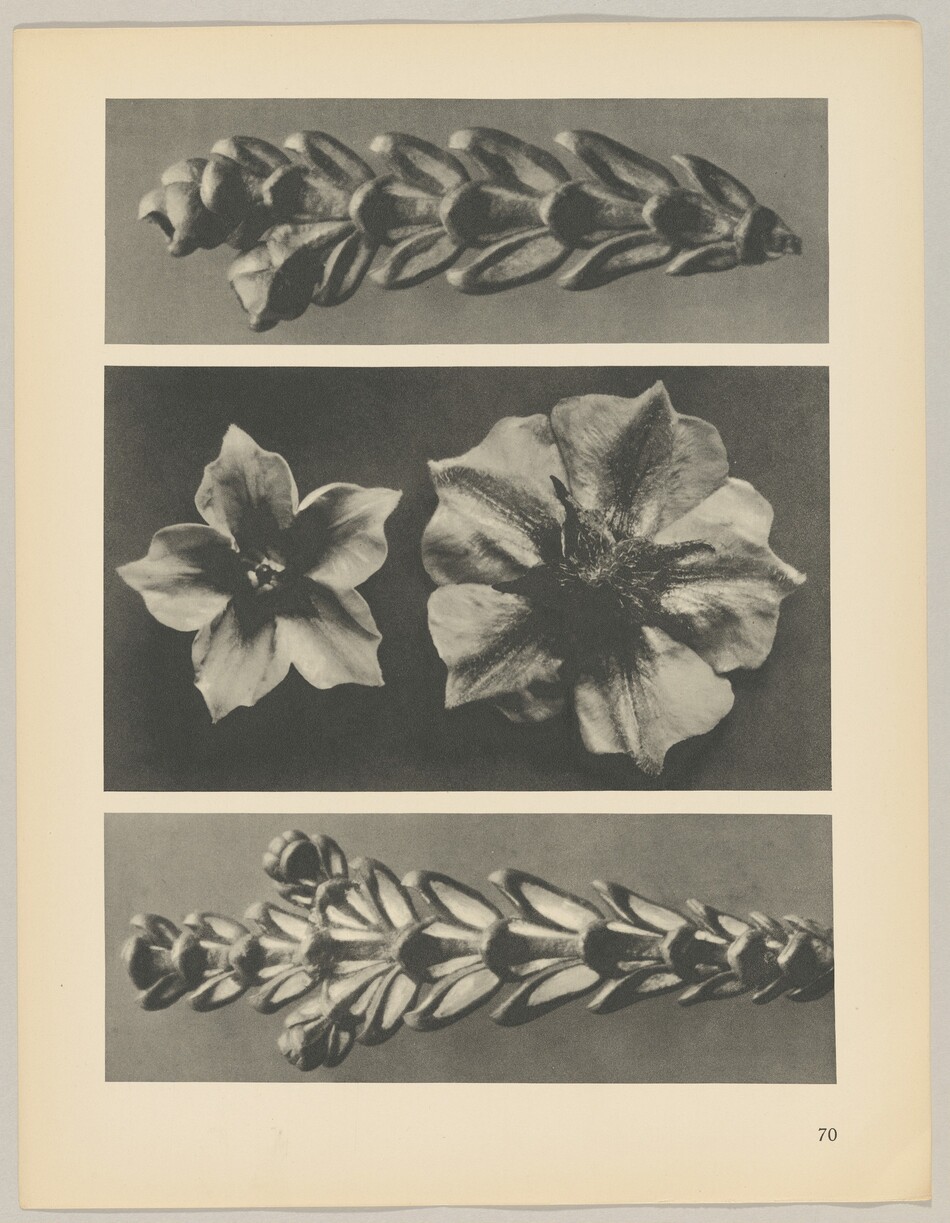 The image displays three horizontal panels focusing on plant elements. The top and bottom panels feature elongated arrangements of seed pods or buds, while the middle panel contains two large flowers. The image is in black and white, showcasing shades of gray, black, and white. The first panel presents the elongated plant component at the top, while the middle panel shows two flowers side by side. The bottom panel mirrors the top with another horizontal arrangement of seed pods.