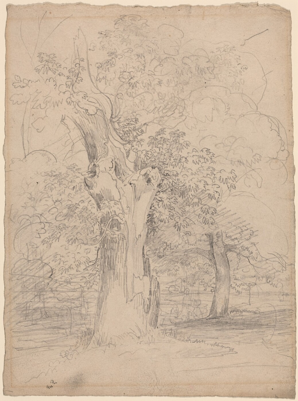 The image shows a landscape with an old tree in the center, another tree in the distance, and a soft horizon line. The tree is detailed with pencil strokes for the bark and foliage, in grayscale tones. The background is blurry, highlighting the main tree in the foreground.