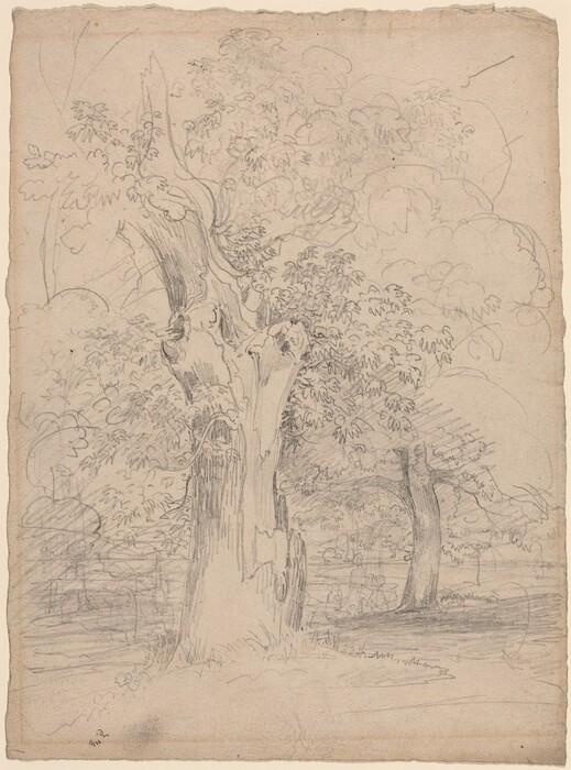 The image shows a landscape with an old tree in the center, another tree in the distance, and a soft horizon line. The tree is detailed with pencil strokes for the bark and foliage, in grayscale tones. The background is blurry, highlighting the main tree in the foreground.