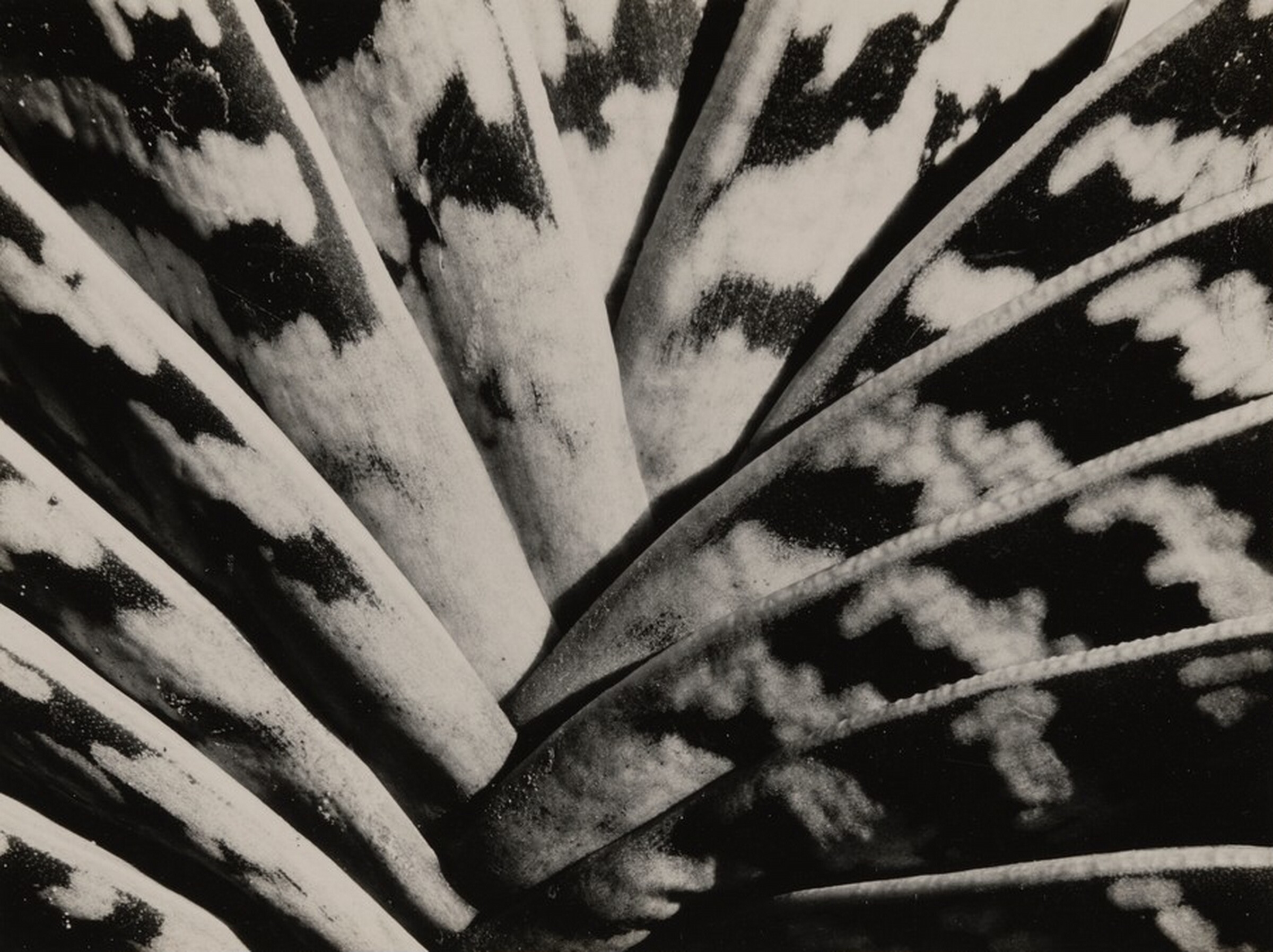 Agave Cactus, Sonya Noskowiak, 1933