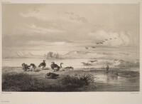 Oies sauvages, Karl Bodmer