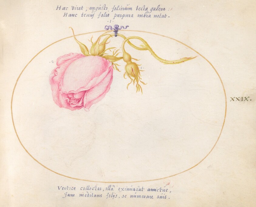 Plate 29: Pink Rose and Rosebud