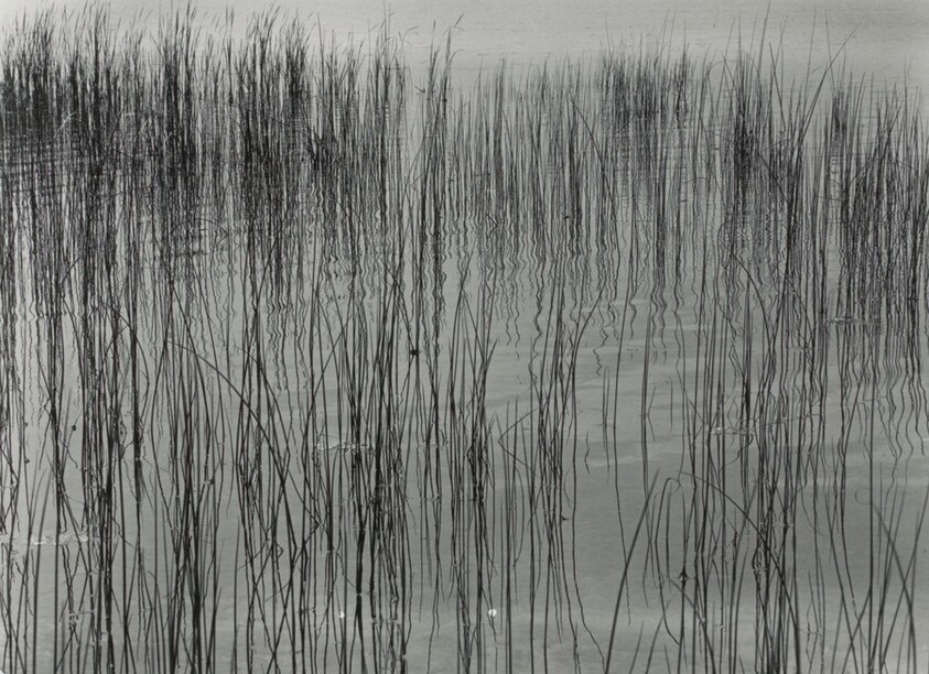 Detroit (Reeds in Water)