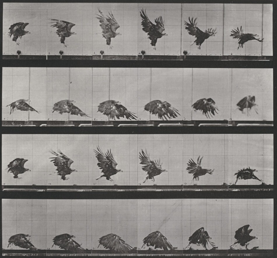 Plate Number 24. Walking with shoes on by Eadweard Muybridge