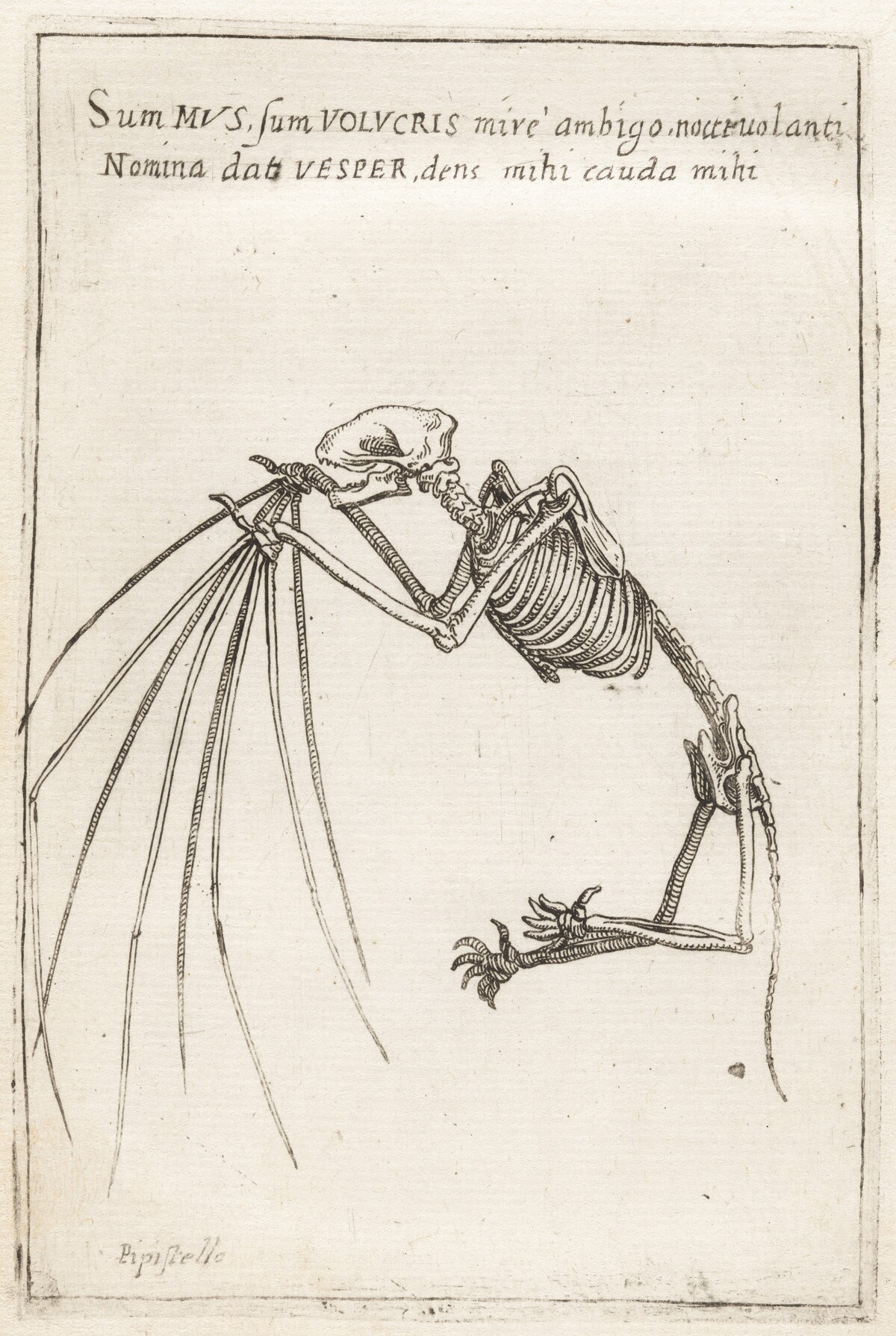 Skeleton of a Bat