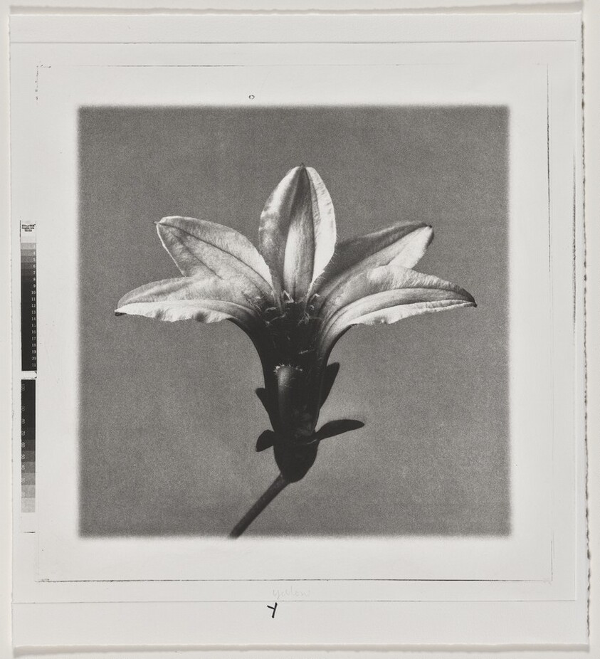 Naupaka (Front) [working proof 3]