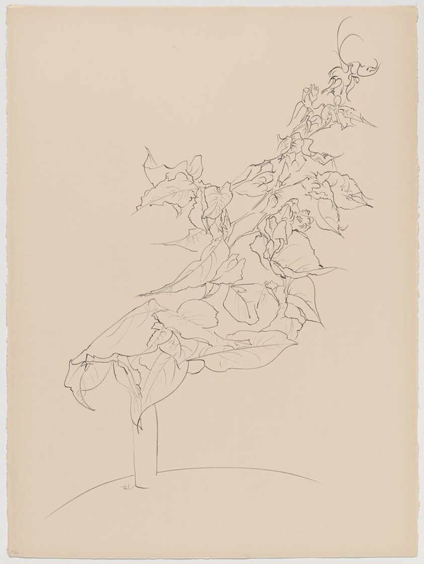 Bougainvillea from Of Nature, Of Man