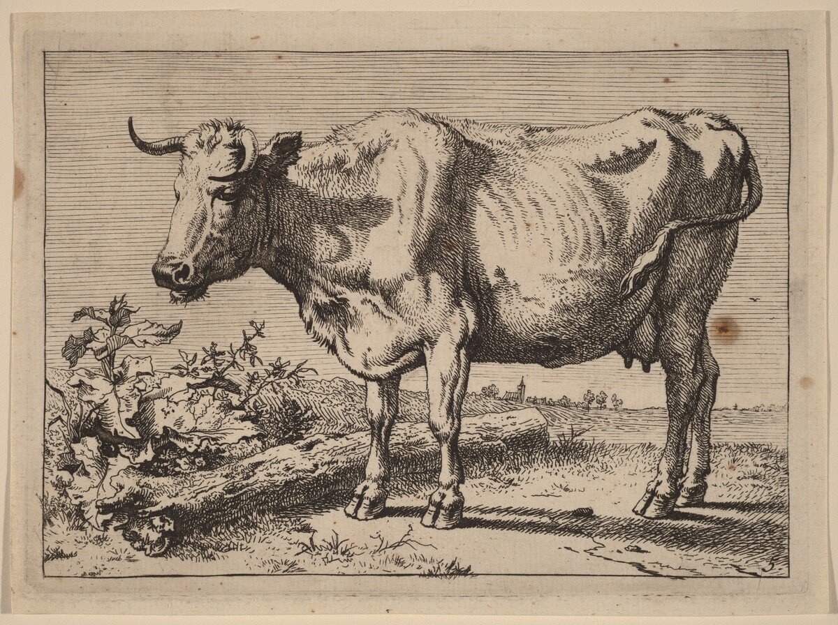 Standing Cow (Cow with a Crumpled Horn)