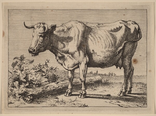 Standing Cow (Cow with a Crumpled Horn)