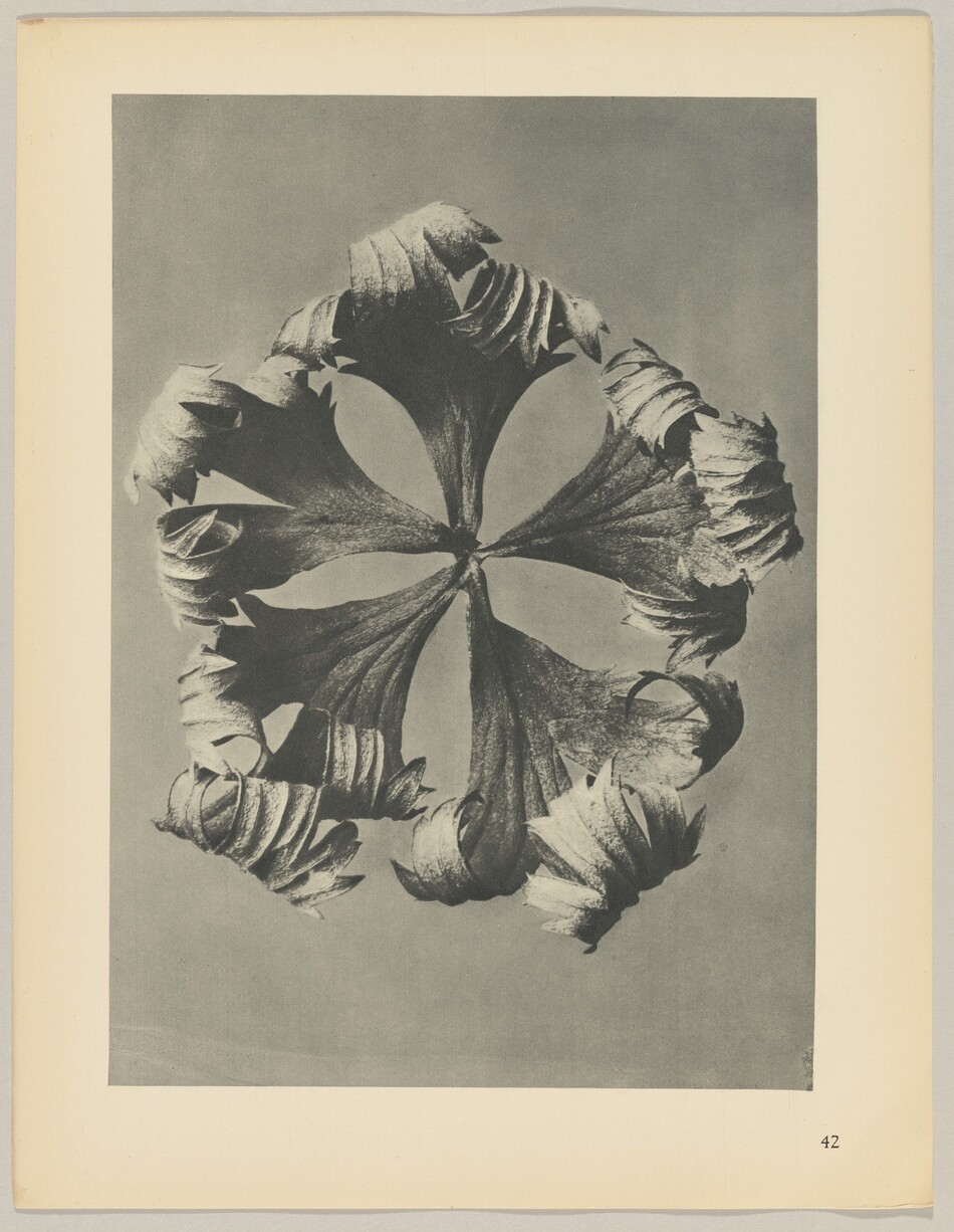 The image displays a circular arrangement of petal-like shapes radiating outward with layered textures. The shapes are curling into themselves, creating a visually intriguing effect.