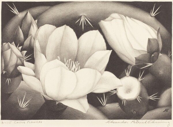 Cactus Flowers