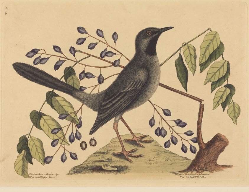 The Red Legged Thrush (Turdus plumbeus)