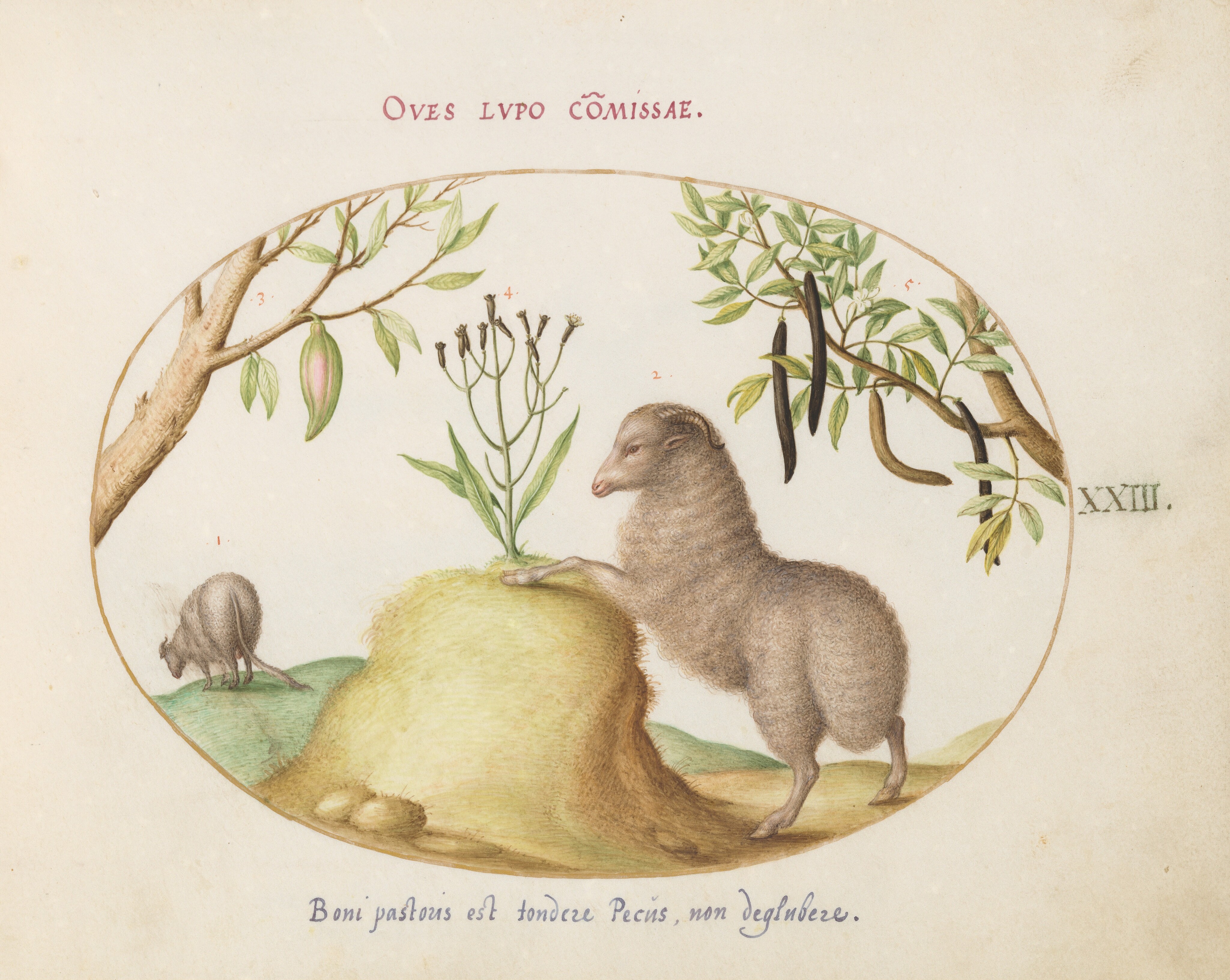 Plate 23: A Fat-Tailed Sheep, a Sheep with a Long Tail, a 